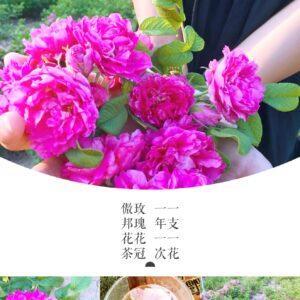 重瓣玫瑰花冠 - 15g 