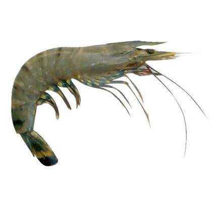 Tiger Prawn | Udang Harimau | 老虎虾 