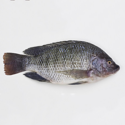 Hitam Tilapia | Black Tilapia | 山水黑鲱洲鱼 / 黑非洲鱼 
