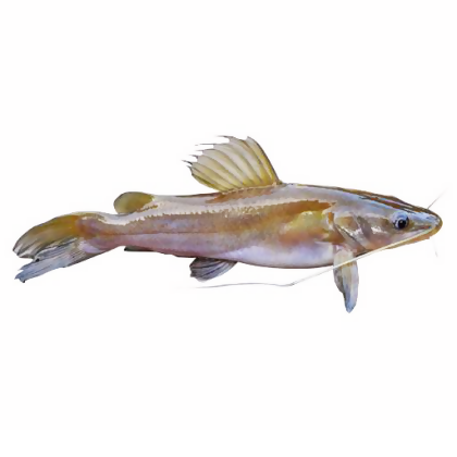 Baung Kuning | Cat Fish | 白须公 