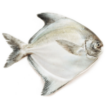 Chinese Pomfret | Bawal Cepak | 斗鲳 
