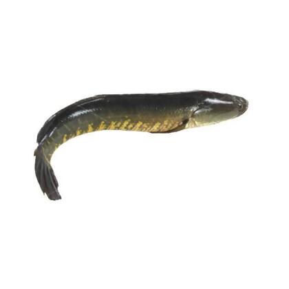 Haruan Fillet | 生鱼片(1pkt = 300- 400g) 