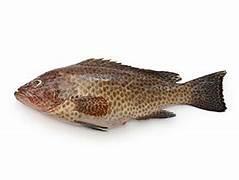 FLOWER GROUPER CLEANED (VC) 花斑 