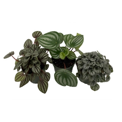 Peperomia Assortment - 3 Pack in 4
