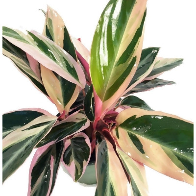 Tricolor Prayer Plant - Stromanthe triostar - Easy to Grow House Plant - 4