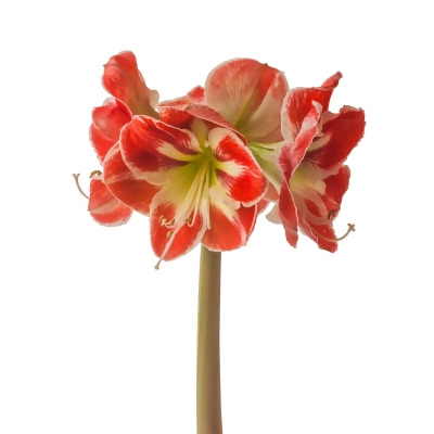 Fantastica Amaryllis - EXOTIC - Easy to Grow! - 30/32 cm Bulb 