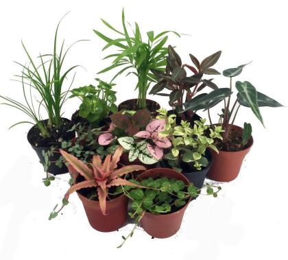 2 Terrarium Plants — Apenberry's Gardens