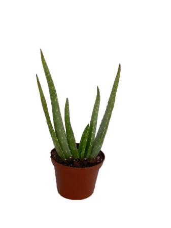Aloe Vera in 2.5