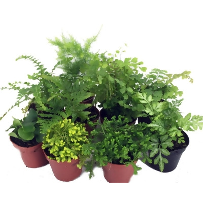 Mini Ferns for Terrariums/Fairy Garden - 10 Plants - 2