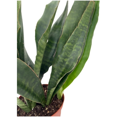 Jaboa Snake Plant - Sansevieria - 6