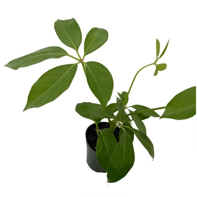 Amate Schefflera Umbrella Tree Plant - 4