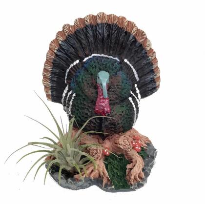 Gobbler Thanksgiving Tom Turkey Planter plus Live Air Plant - Tillandsia 