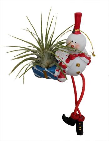 Living Christmas Ornament - Frosty the Snowman - Air Plant - Tillandsia 