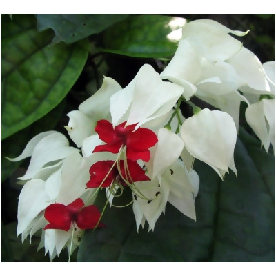 White & Red Bleeding Heart Vine Plant - Clerodendrum - Indoors/Out - 4