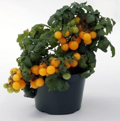 Sweet N Neat Yellow Tomato 15 Seeds - Indoors or Out