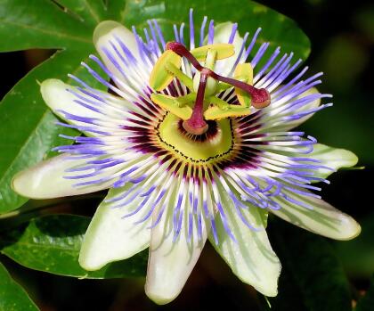 Blue Passion Flower 35 Seeds -Passiflora caerulea 