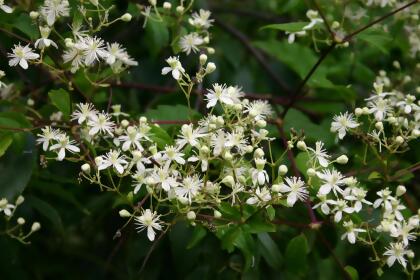 Clematis virginiana - Fall Blooming Love Vine - 2.5