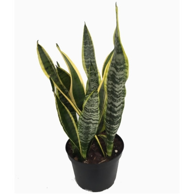 Laurentii Snake Plant - Sansevieria - Impossible to kill! - 6