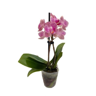 Surprise Moth Orchid Plant - Phalaenopsis - 2