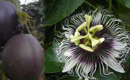 Passion Fruit, Possum Purple (2 Plants)