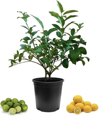 Cocktail Tree-Meyer Lemon/Key Lime - 8