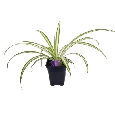 Hirt's Ocean Spider Plant - Easy to Grow - Cleans the Air - NEW - 3.5