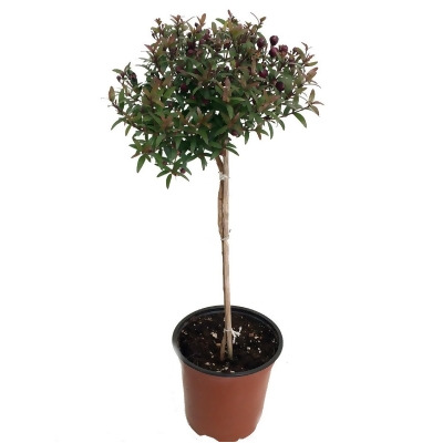 Biblical Myrtle Herb Plant - Myrtus - Ancient Herb - 4.5