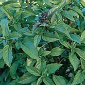 Thai Basil Herb Seeds - 100 Seeds 