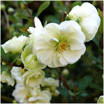 Double Take Eternal White™ - Flowering Quince - Proven Winners - 4
