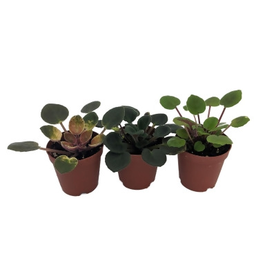 SALE Miniature African Violet - 3 Plants/2
