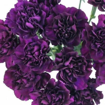 Grenadin King of Black Carnation - 50 Seed-Dianthus-Perennial 