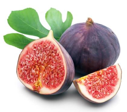 Hardy Chicago Edible Fig Plant - Ficus carica - 2.5