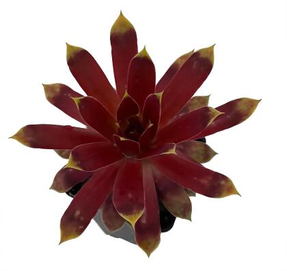 Chick Charms® Gold Mine - Sempervivum - 2.5
