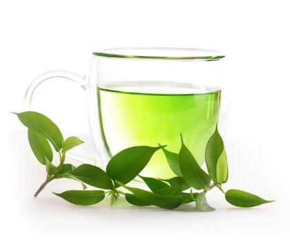 Green Tea Plant - Camellia sinensis - Brew Your Own Tea - 4
