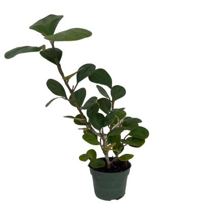 Mistletoe Fig Tree - Mas Cotek - Ficus deltoidea - Bonsai/House Plant - 4
