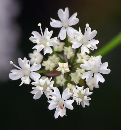 Caraway Herb - Carum carvi - 3