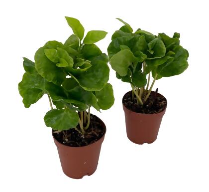 Hirt's Arabica Coffee Bean Plants - 2 Pack 2