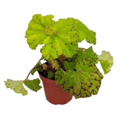 Very Rare Dr. Block Begonia Plant - 3.75