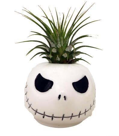 Ceramic Mr. Bones Planter plus Live Air Plant - Tillandsia 