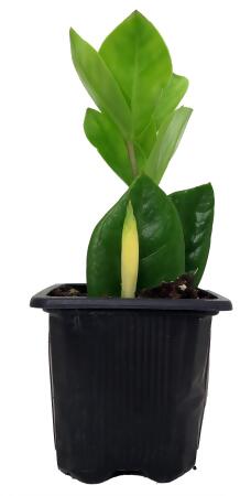 Rare ZZ Plant - Zamioculcas zamiifolia - 3