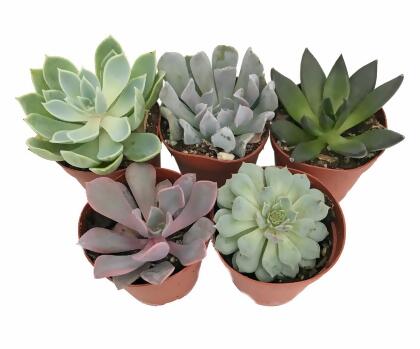 5 Different Desert Rose Succulent Plants - Echeveria - 2
