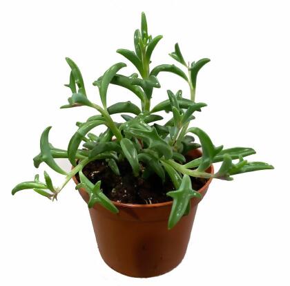 RARE - String of Dolphins Succulent - Senecio peregrinus -2.5