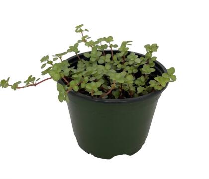 Biblical Job's Tears/Blue Baby Tears - Pilea glauca - 4