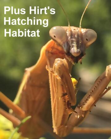 Carolina Praying Mantis 5 Egg Cases 500 - 2000 Babies with Hirt's Hatching Habitat 