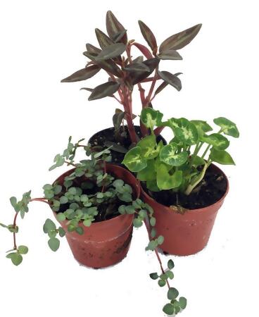 Terrarium and Fairy Garden Plants - 3 Plants in 2 inch pots 