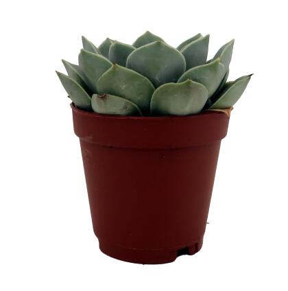 Tangilo Desert Rose Succulent - Echeveria- 2