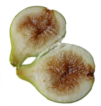 Pingo de Mel Edible Fig Plant - Ficus carica - 2.5
