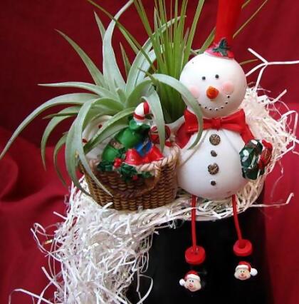 Living Christmas Ornament - Frosty the Snowman - Air Plant - Tillandsia alternate image