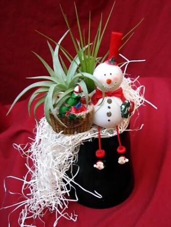 Living Christmas Ornament - Frosty the Snowman - Air Plant - Tillandsia alternate image