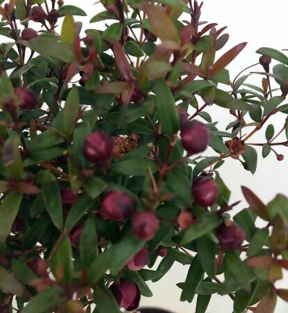 Biblical Myrtle Herb Plant - Myrtus - Ancient Herb - 4.5" Pot - Topiary alternate image